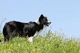 BORDER COLLIE 510
